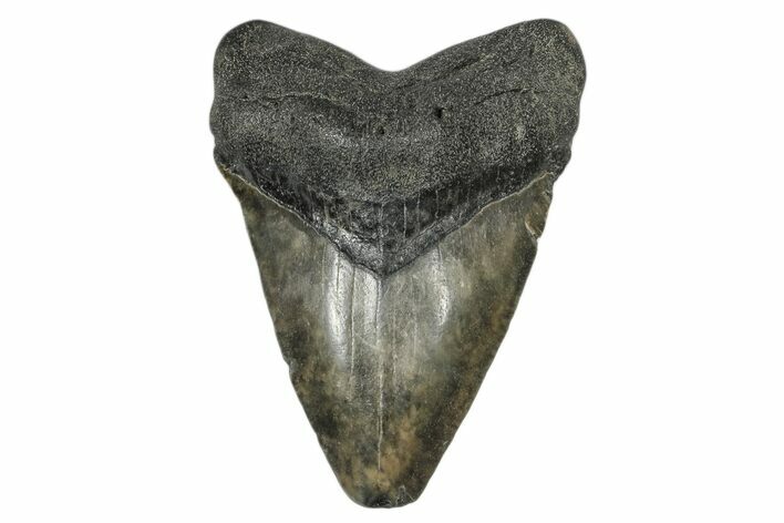 Juvenile Megalodon Tooth - South Carolina #168954